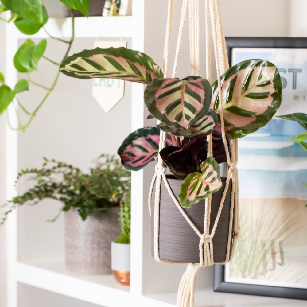 Macrame Plant Hanger - Small
