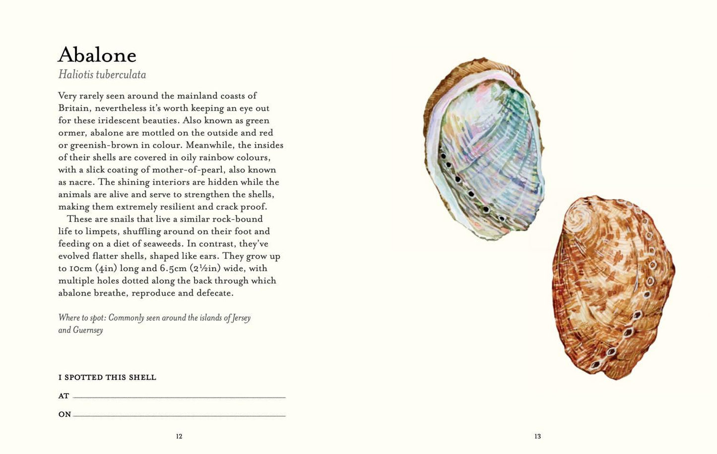 Shell Spotter's Guide