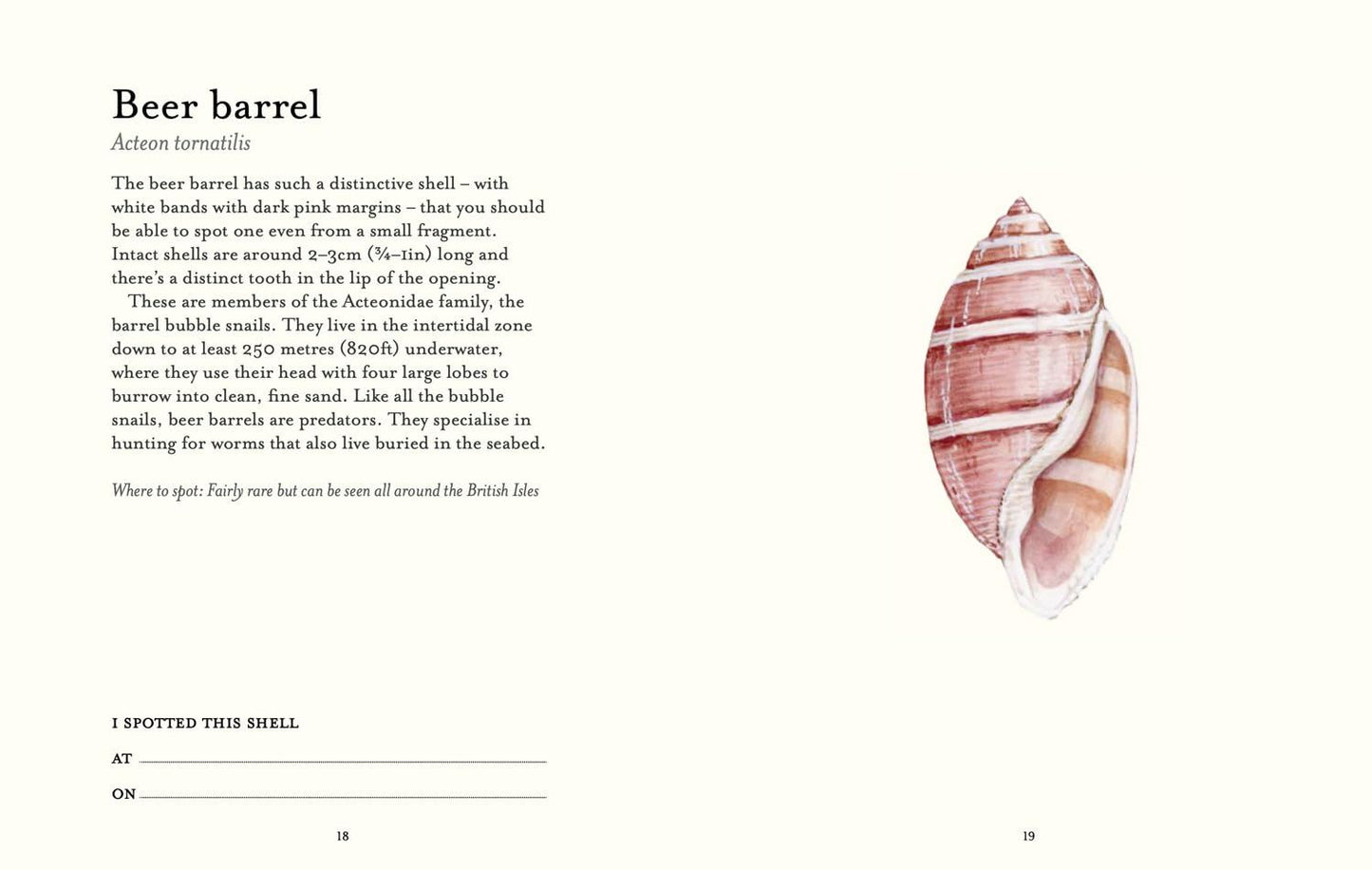 Shell Spotter's Guide