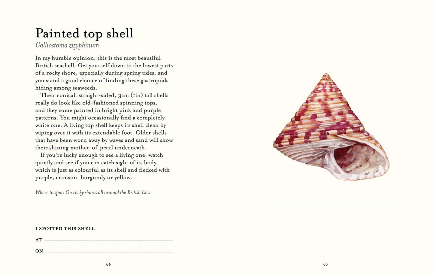 Shell Spotter's Guide