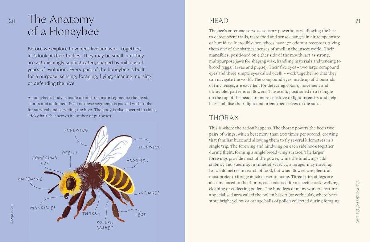 Honeybees: The Wonders of the Hive and How to Help Them