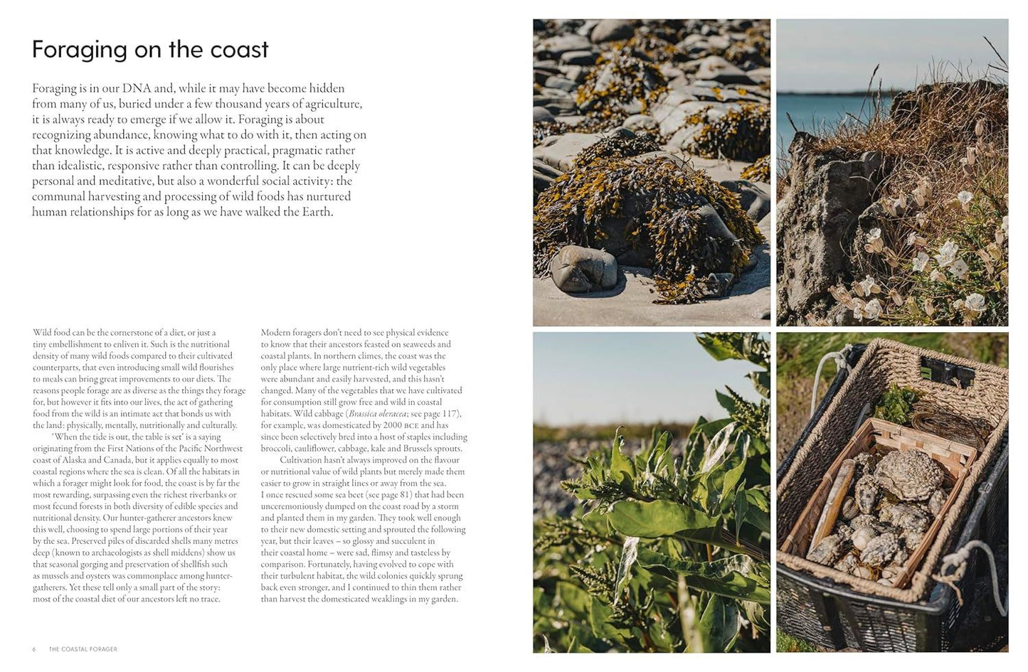 The Coastal Forager