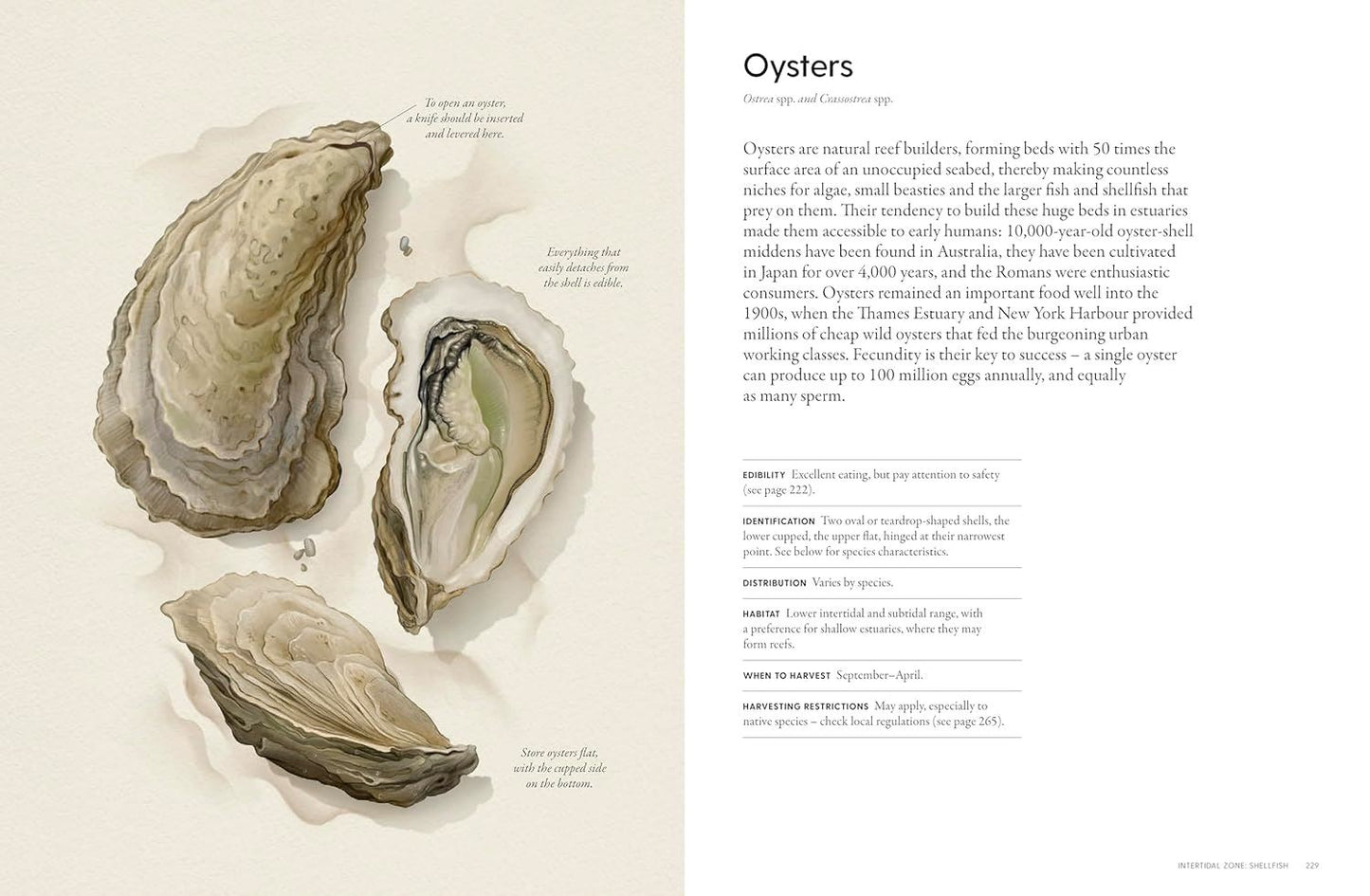 The Coastal Forager